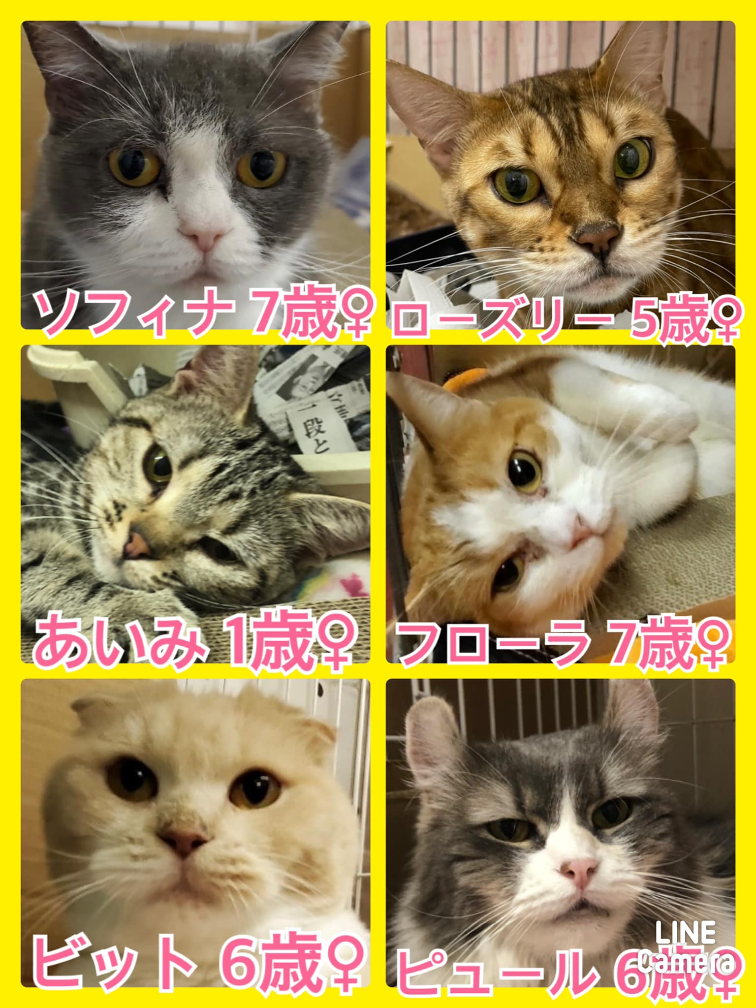 🐾今日の里親様募集中ニャンコ🐱メンバーです🐾2021,9,30